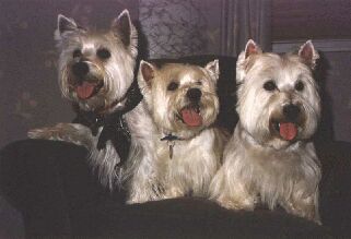 Picture of Mary Routson's Dogs